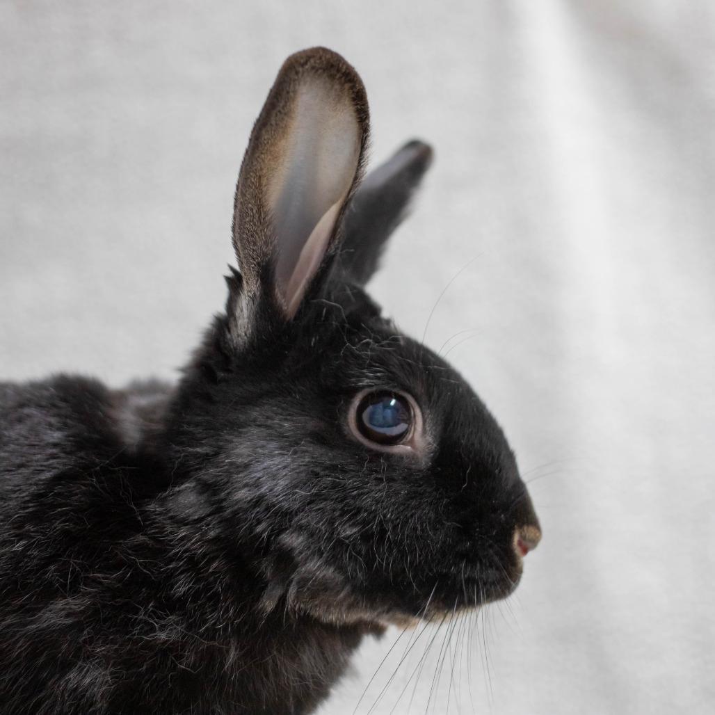 Enlarge Scout, a Adoptable Havana in San Diego, CA image 3/6