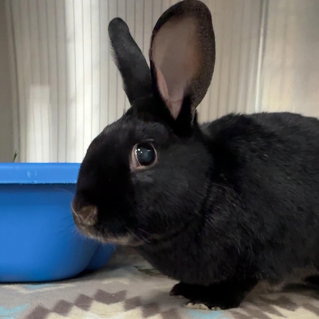 Enlarge Scout, a Adoptable Havana in San Diego, CA image 6/6