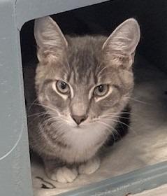 Wolfgang, Adoptable, Young Male Domestic Short Hair.