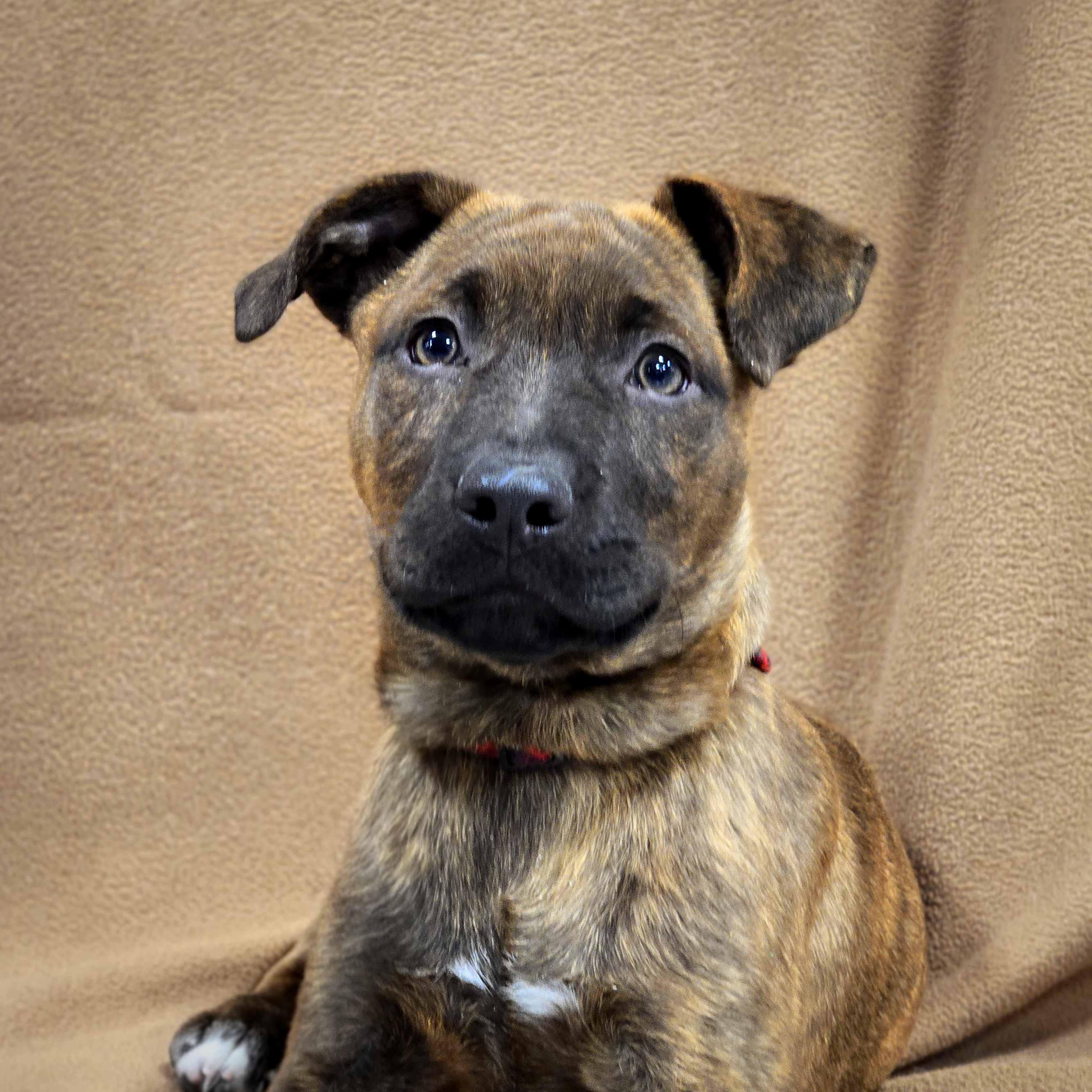 Bowie, an adoptable mixed breed in Itasca, IL image 3/6