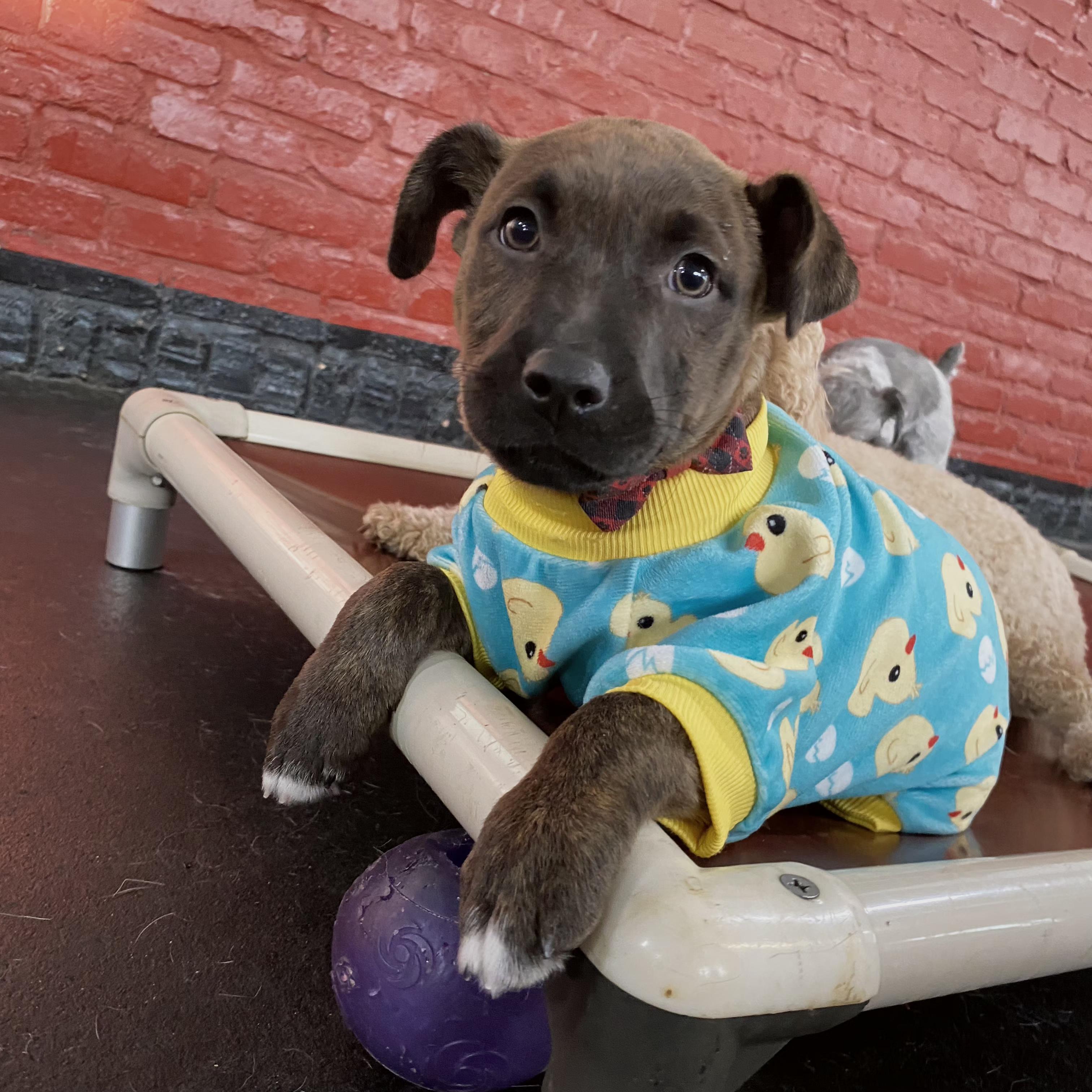 Bowie, an adoptable mixed breed in Itasca, IL image 5/6