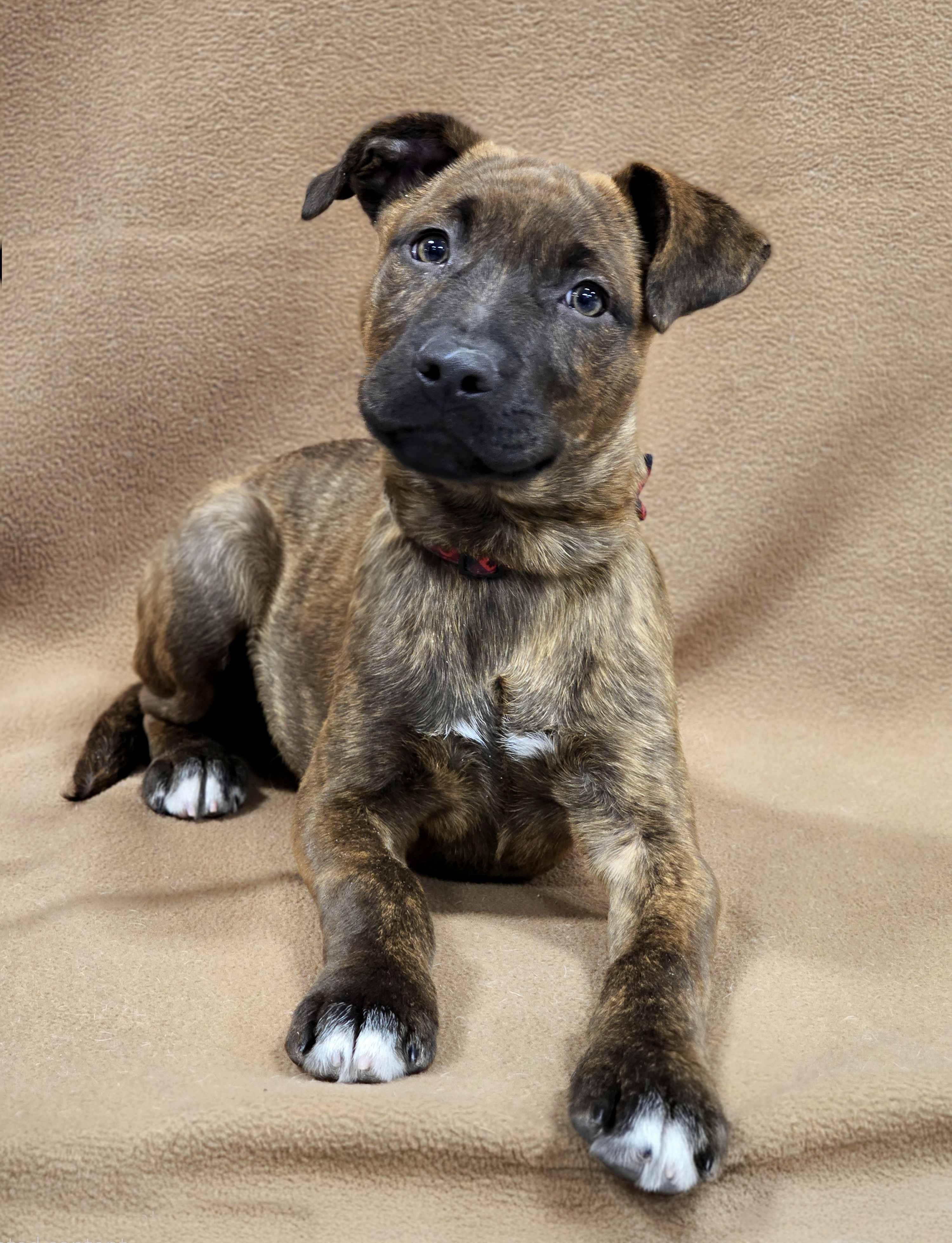 Bowie, an adoptable mixed breed in Itasca, IL image 4/6