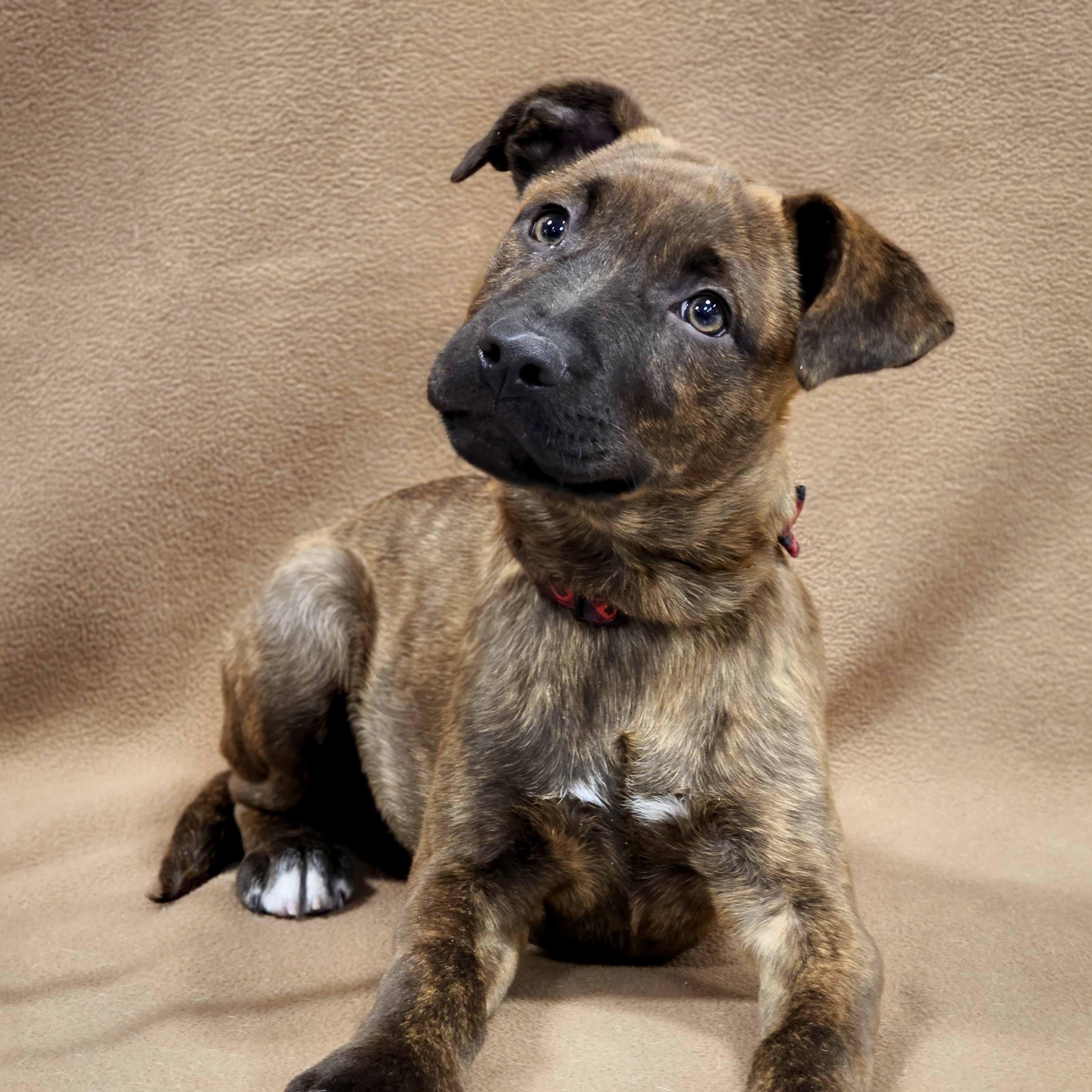 Bowie, adoptable, Puppy Male Mixed Breed.