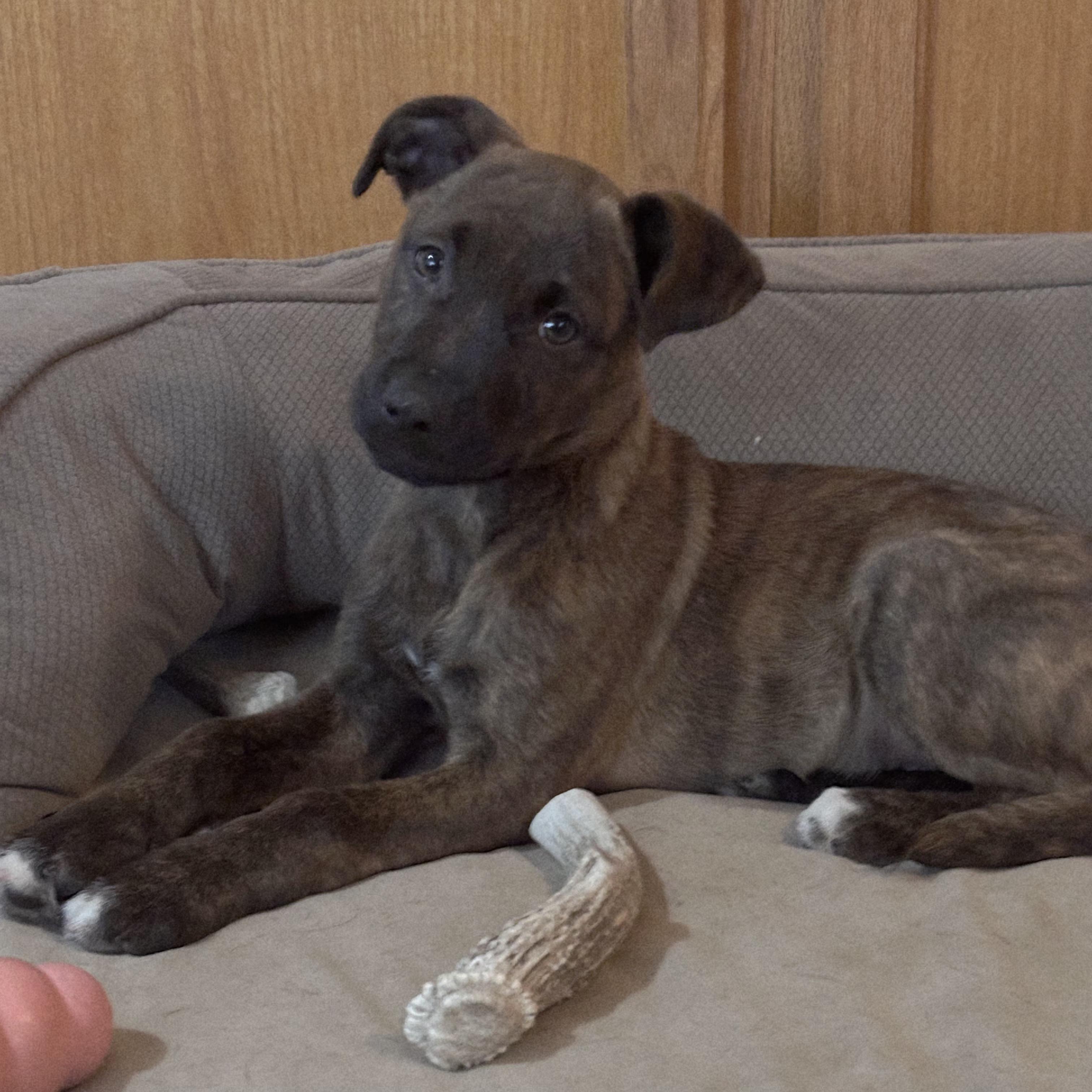 Bowie, an adoptable mixed breed in Itasca, IL image 6/6