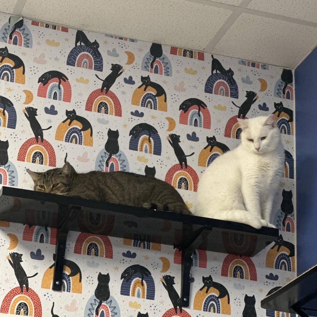 Iceman, Adoptable, Adult Male Domestic Short Hair.