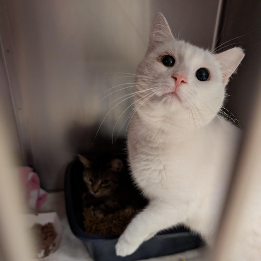 Enlarge Iceman, a Adoptable Domestic Short Hair in Titusville, FL image 4/4