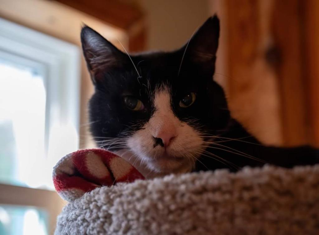 Buck (Boots) (FIV+), Adoptable, Senior Male Domestic Short Hair.