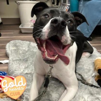 Feta, Adoptable, Adult Male Pit Bull Terrier & Mixed Breed.