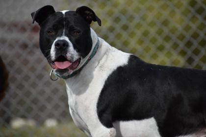 Enlarge Feta, a Adoptable mixed breed in Ann Arbor, MI image 2/3