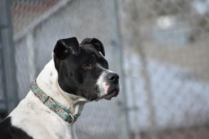 Enlarge Feta, a Adoptable mixed breed in Ann Arbor, MI image 3/3