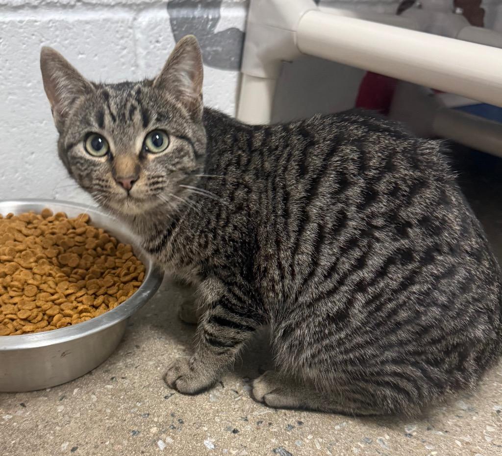 Nakita, Adoptable, Young Female Domestic Short Hair.