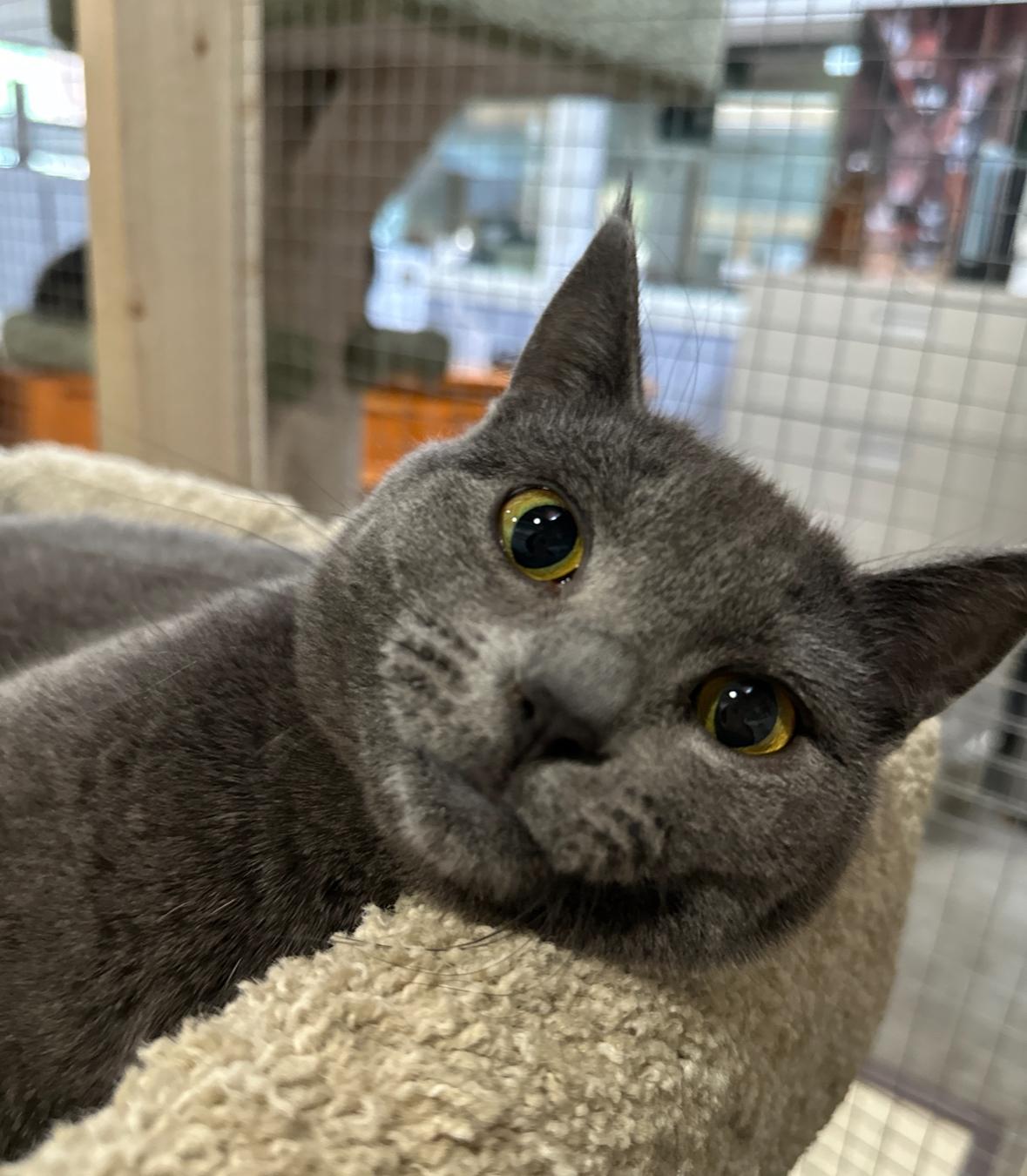 Gia, an adoptable Domestic Short Hair in Courtenay, BC, V9N 7T4 | Photo Image 1