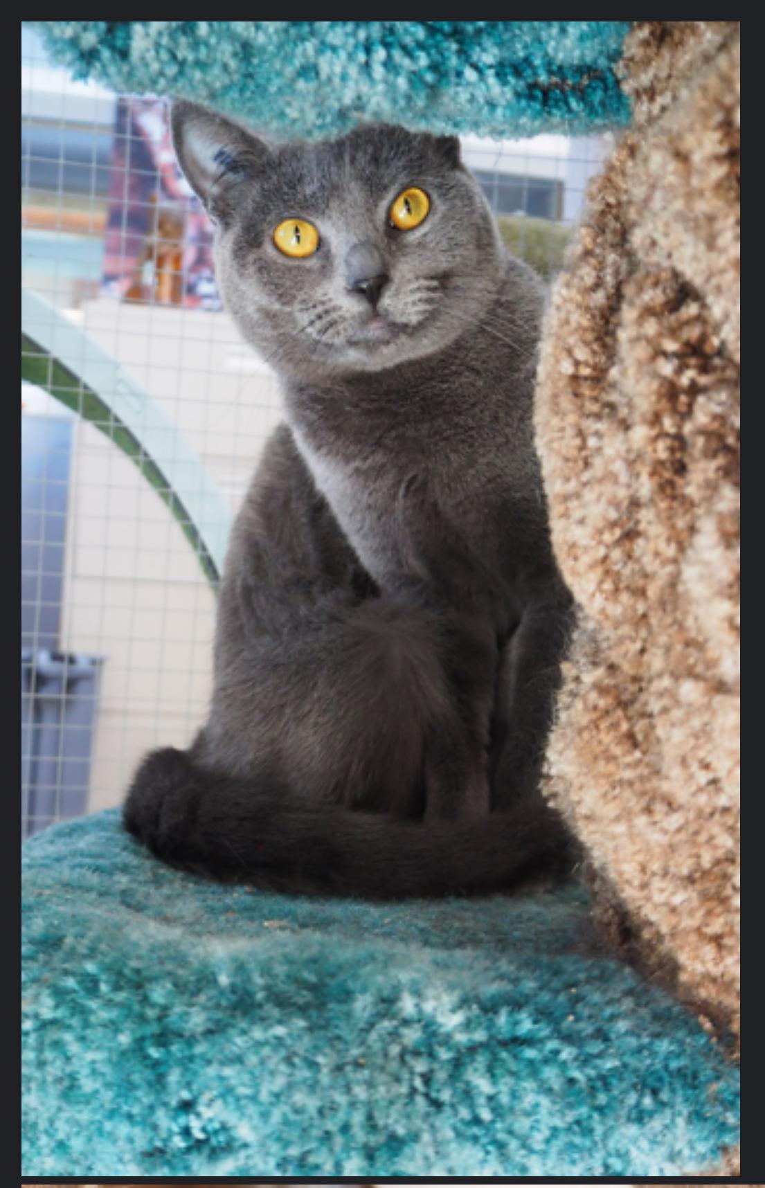 Gia, an adoptable Domestic Short Hair in Courtenay, BC, V9N 7T4 | Photo Image 6