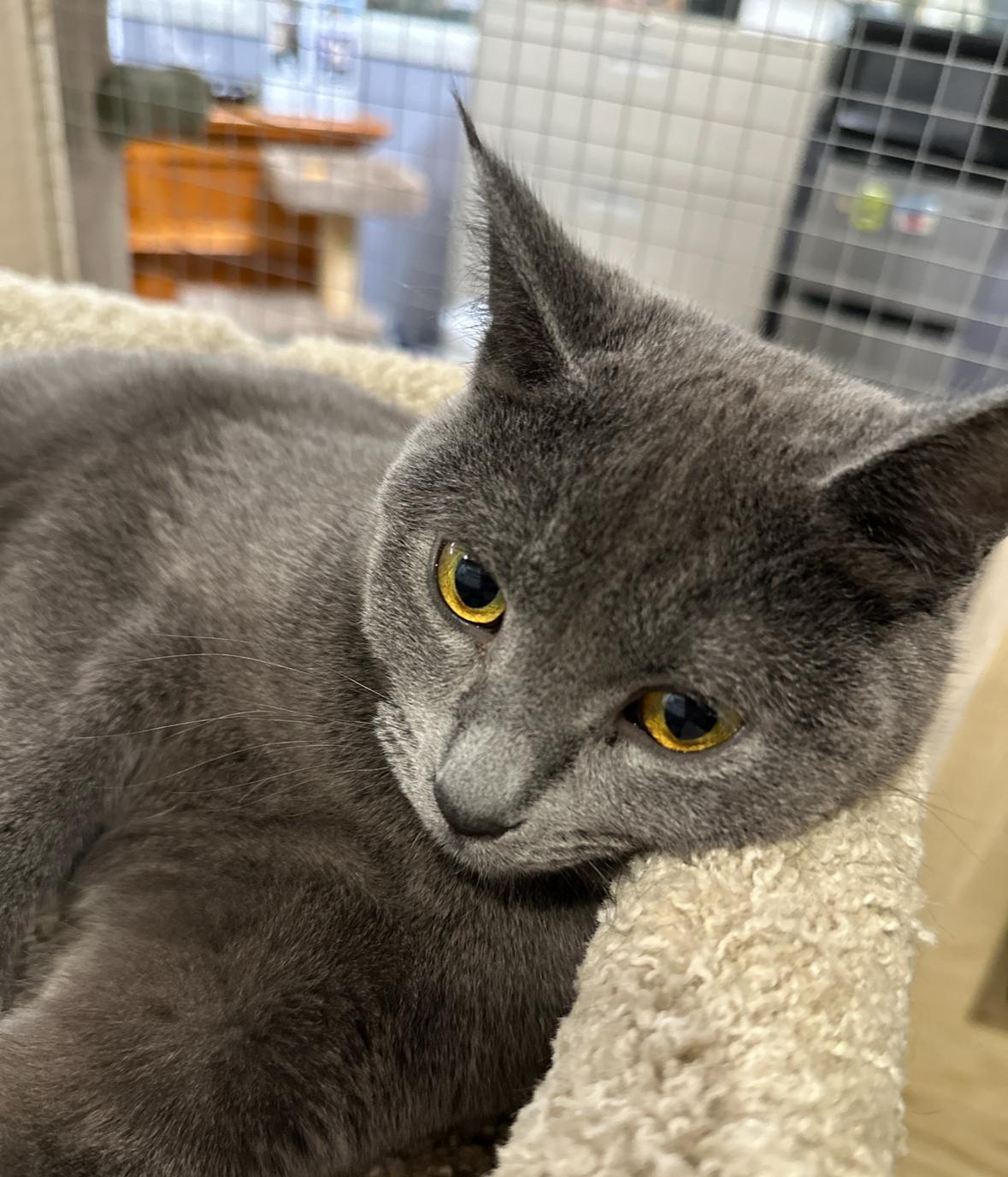 Gia, an adoptable Domestic Short Hair in Courtenay, BC, V9N 7T4 | Photo Image 5