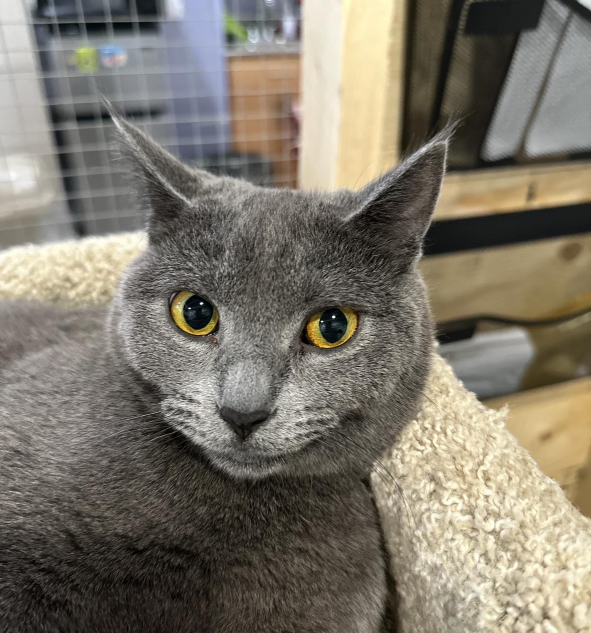 Gia, an adoptable Domestic Short Hair in Courtenay, BC, V9N 7T4 | Photo Image 3