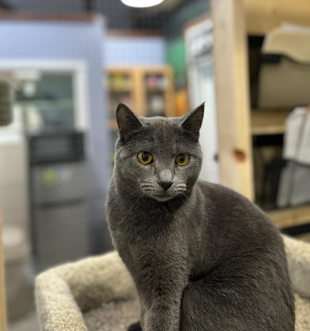 Gia, an adoptable Domestic Short Hair in Courtenay, BC, V9N 7T4 | Photo Image 4