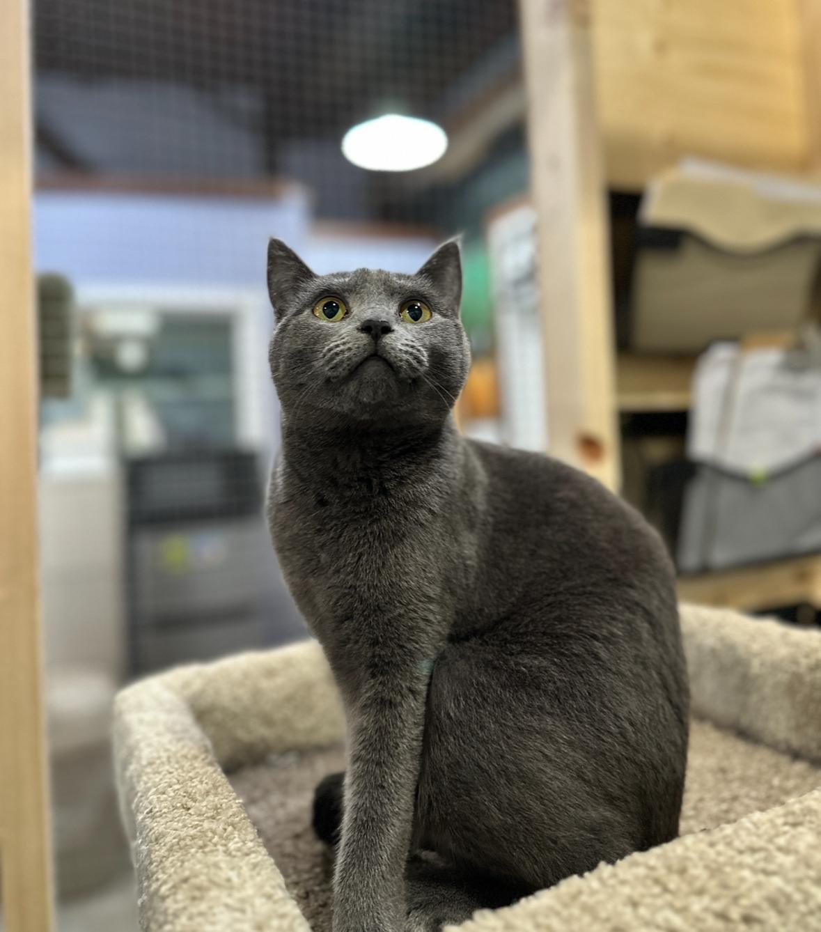 Gia, an adoptable Domestic Short Hair in Courtenay, BC, V9N 7T4 | Photo Image 2