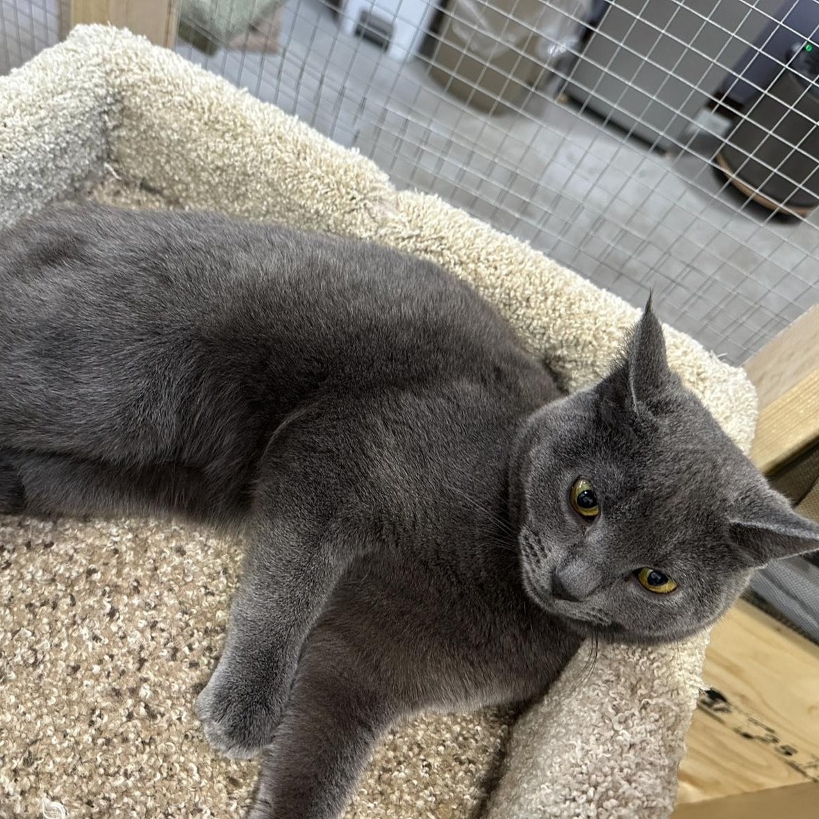 Gia, an adoptable Domestic Short Hair in Courtenay, BC, V9N 7T4 | Photo Image 6