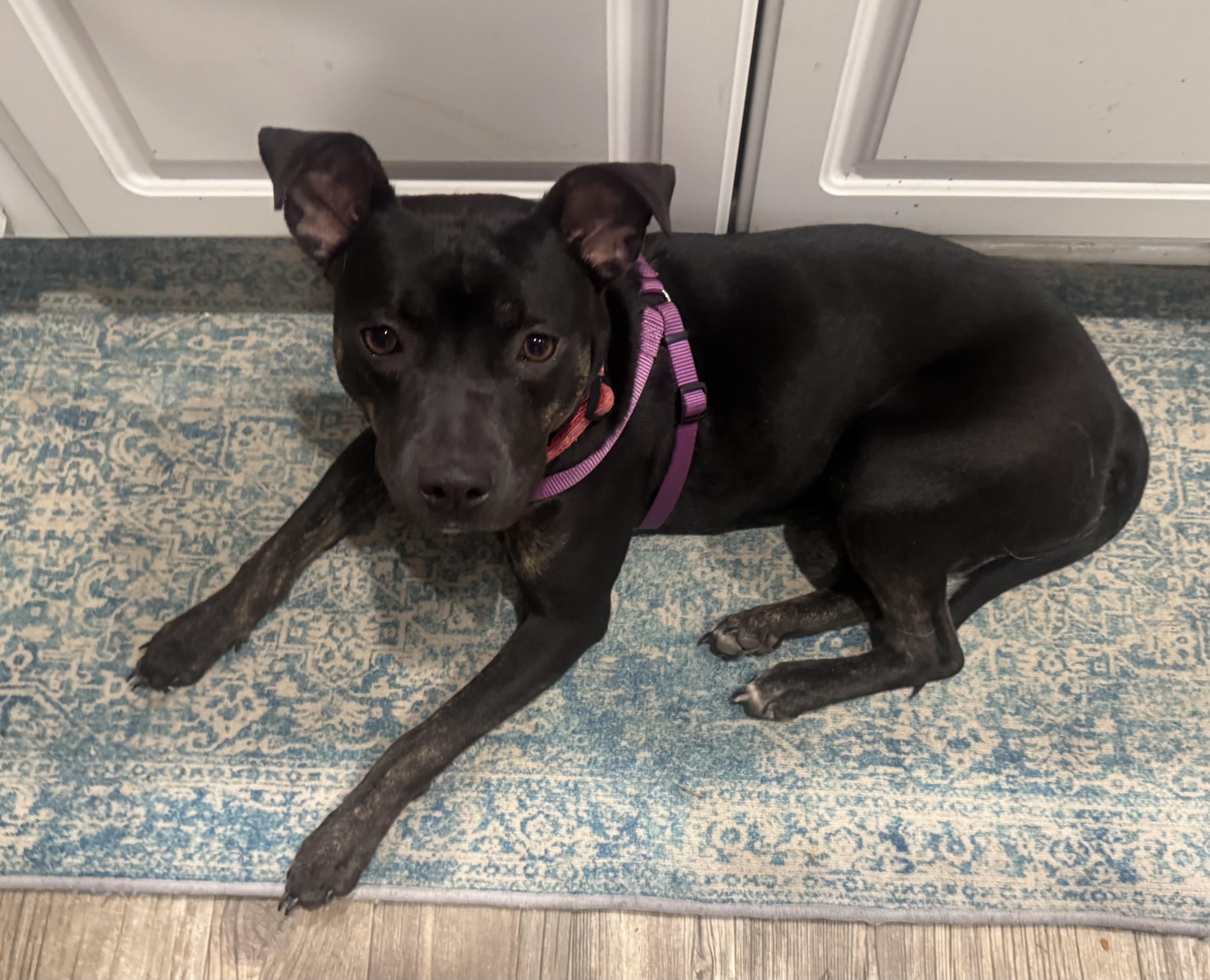 Skye, ADOPTABLE, Young Female American Staffordshire Terrier.