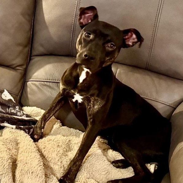 Enlarge Skye, a ADOPTABLE mixed breed in Calabash, NC image 3/5