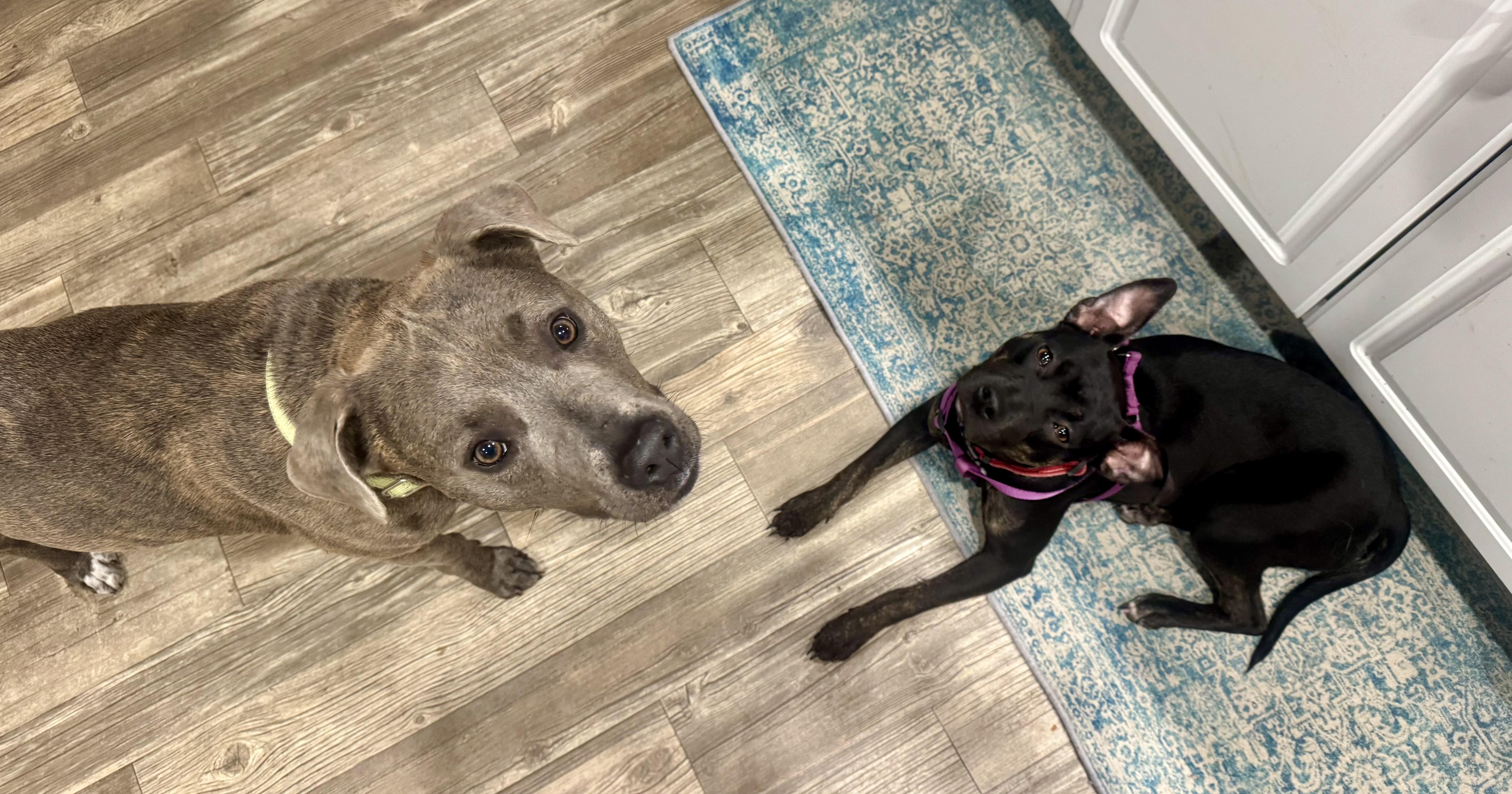 Enlarge Skye, a ADOPTABLE mixed breed in Calabash, NC image 3/3