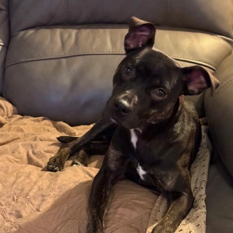 Enlarge Skye, a ADOPTABLE mixed breed in Calabash, NC image 2/5