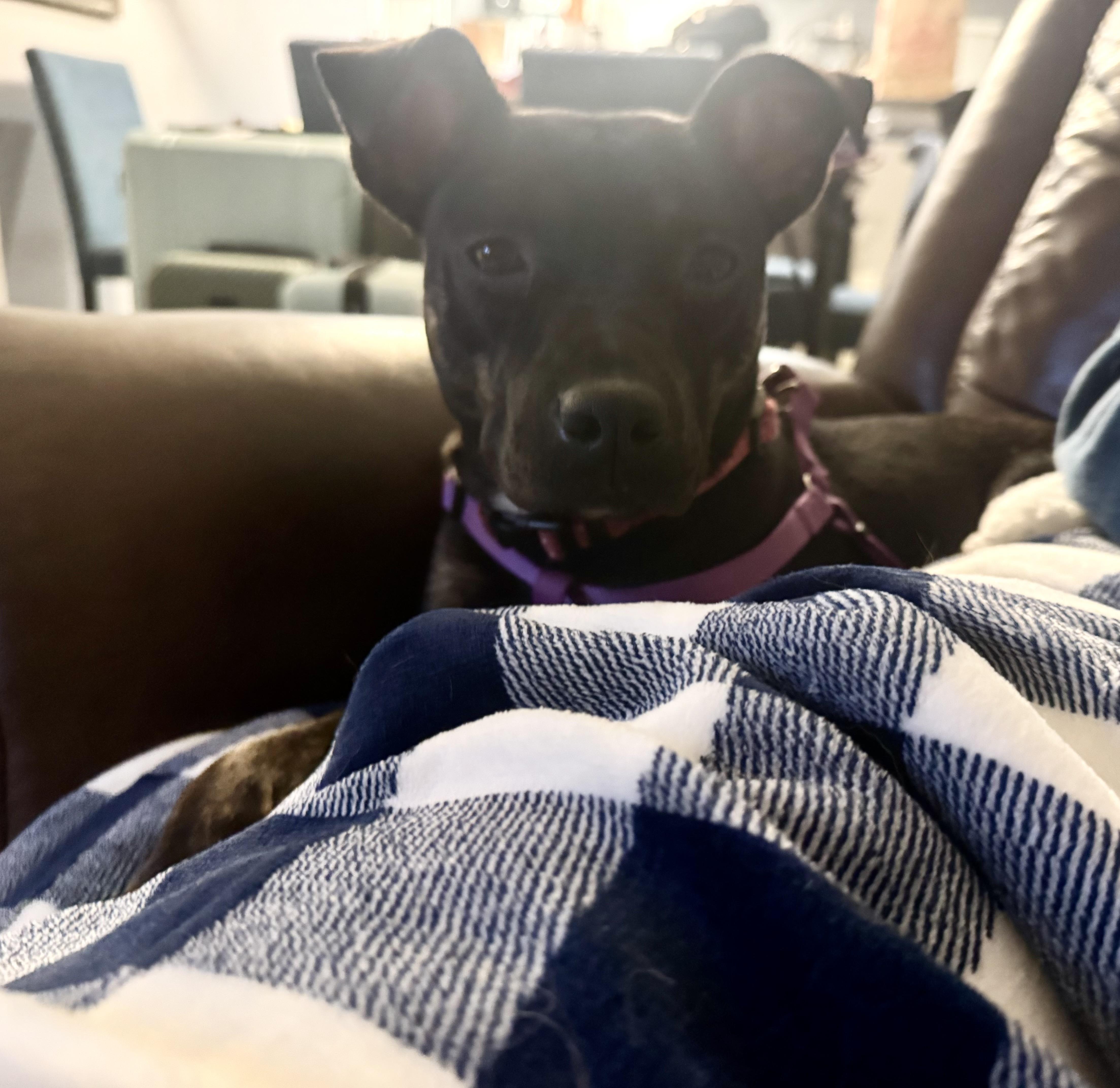 Enlarge Skye, a ADOPTABLE mixed breed in Calabash, NC image 2/3