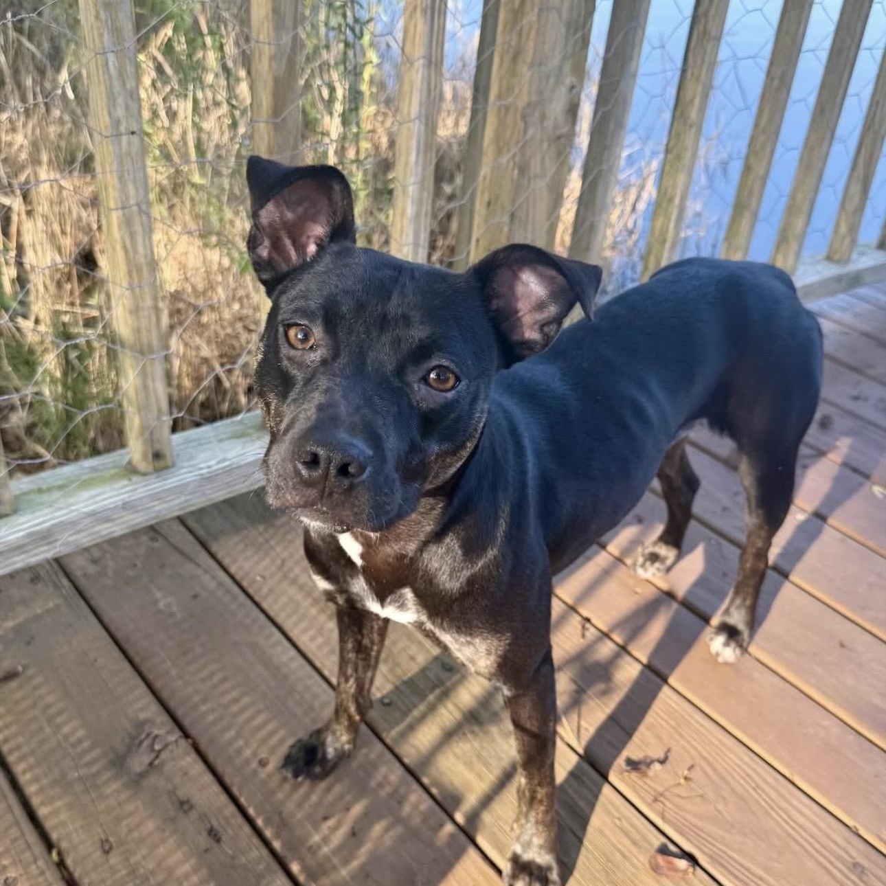 Enlarge Skye, a ADOPTABLE mixed breed in Calabash, NC image 1/5