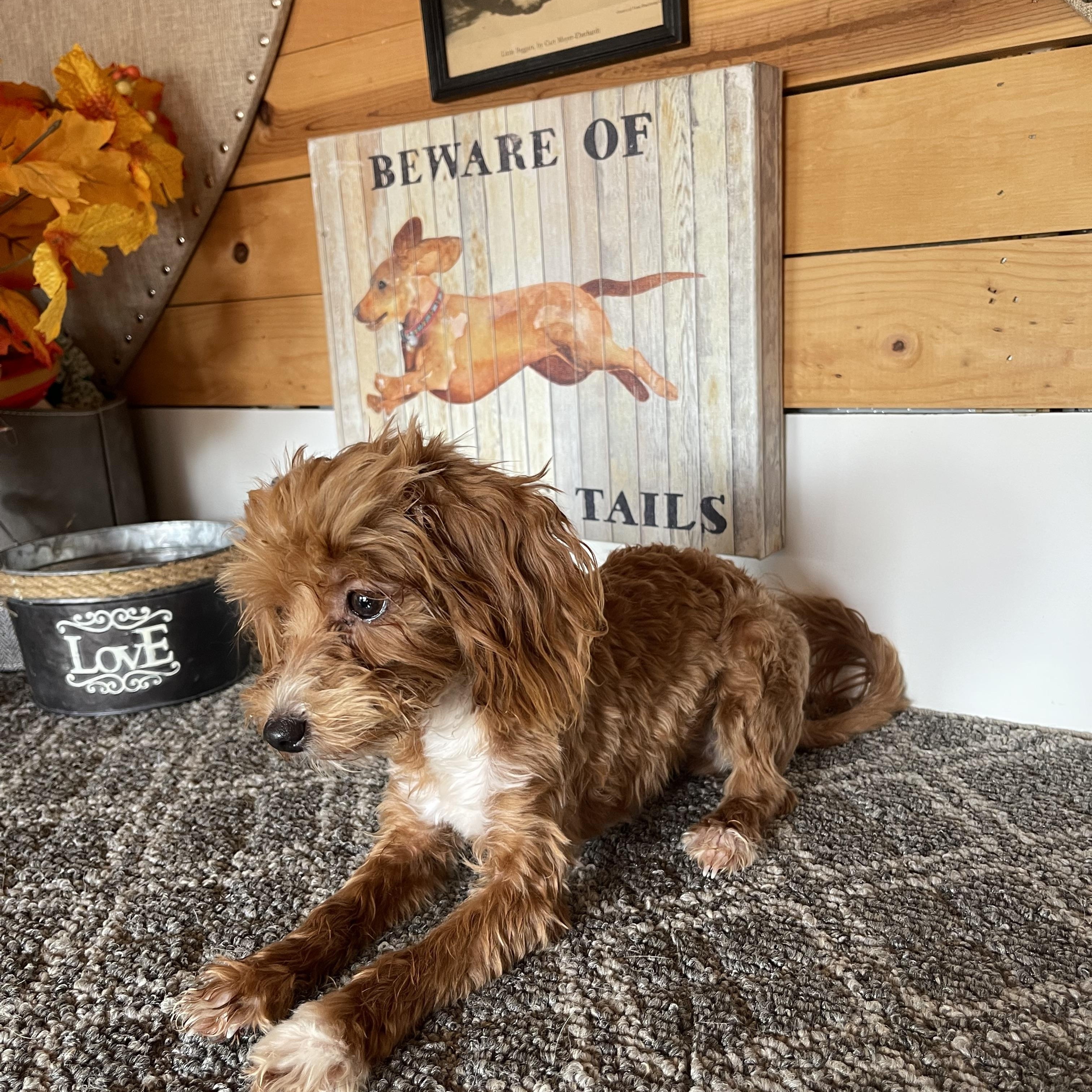 Enlarge Aubrey, a Adopted mixed breed in Vacaville, CA image 1/4