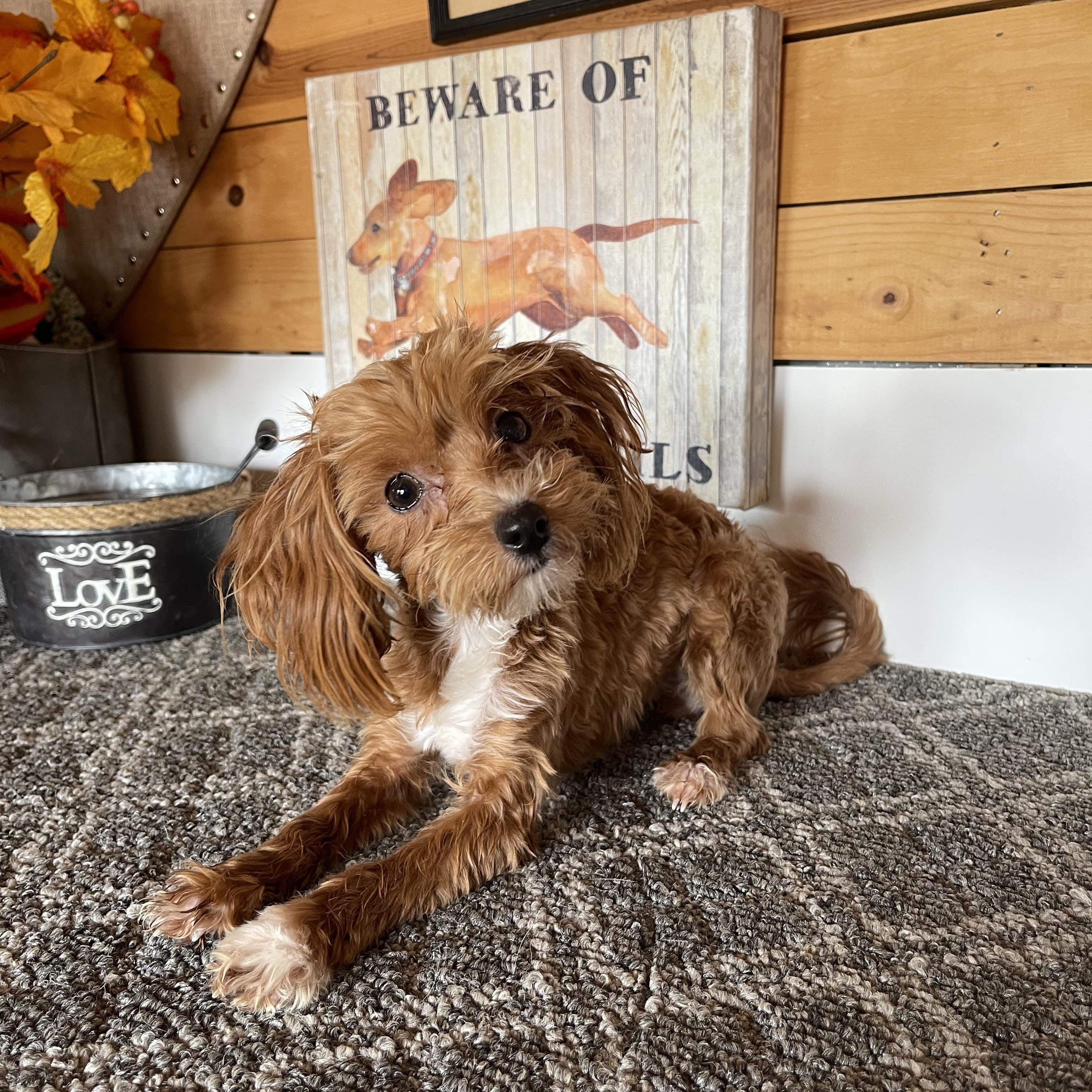 Enlarge Aubrey, a Adopted mixed breed in Vacaville, CA image 2/4