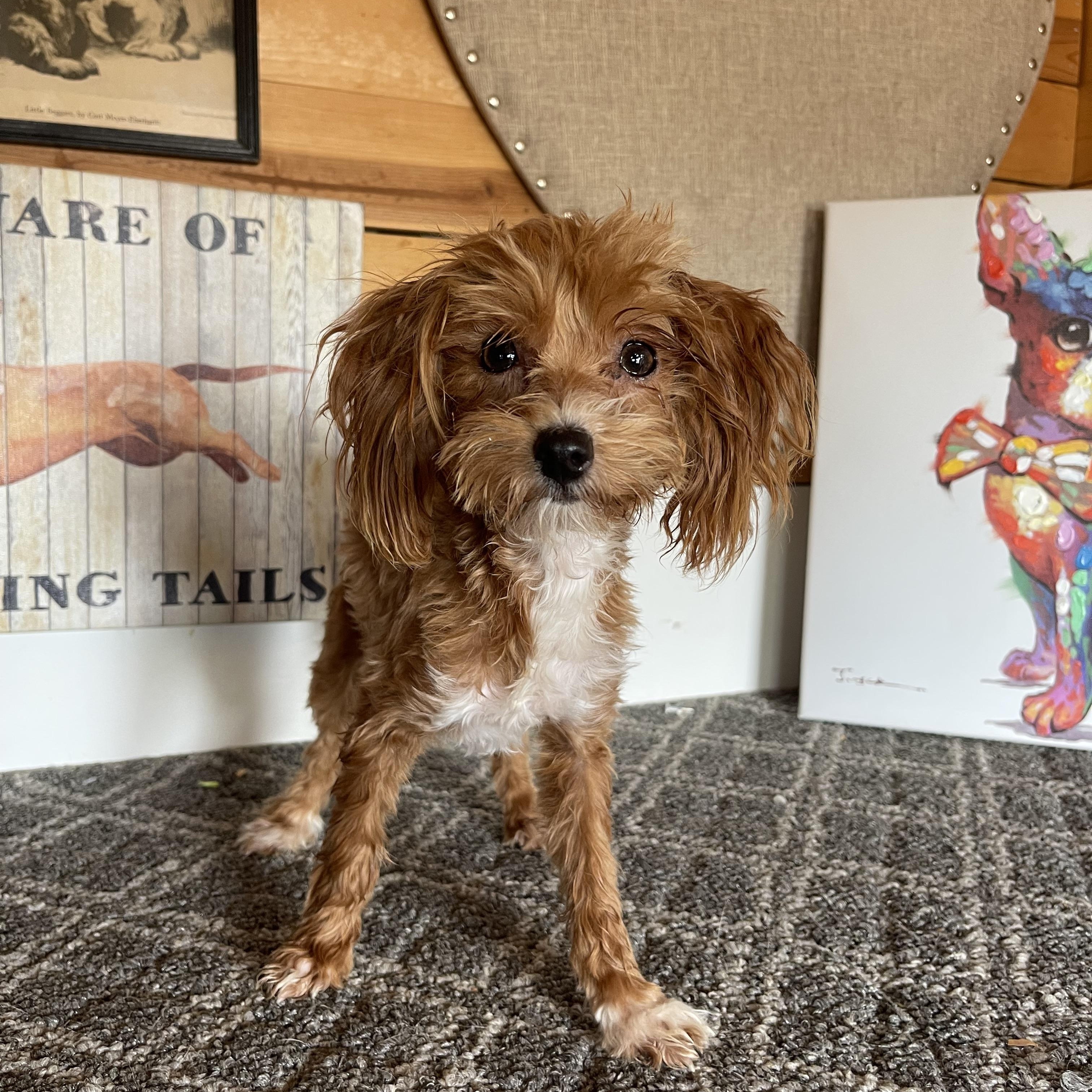 Enlarge Aubrey, a Adopted mixed breed in Vacaville, CA image 3/4