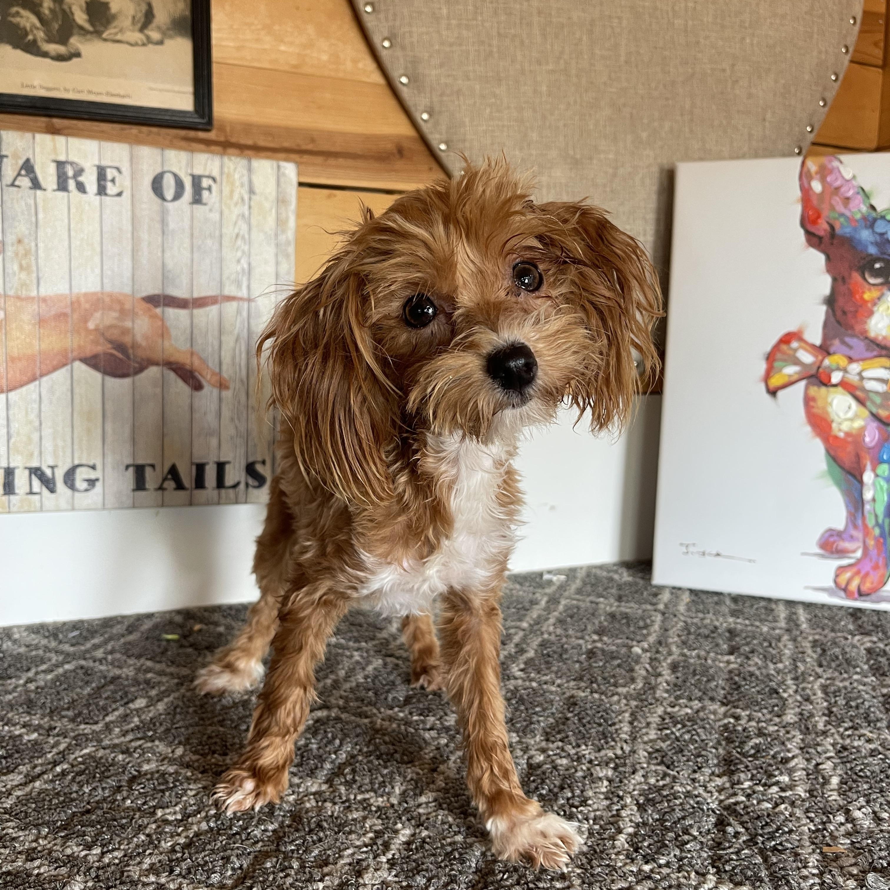 Enlarge Aubrey, a Adopted mixed breed in Vacaville, CA image 4/4