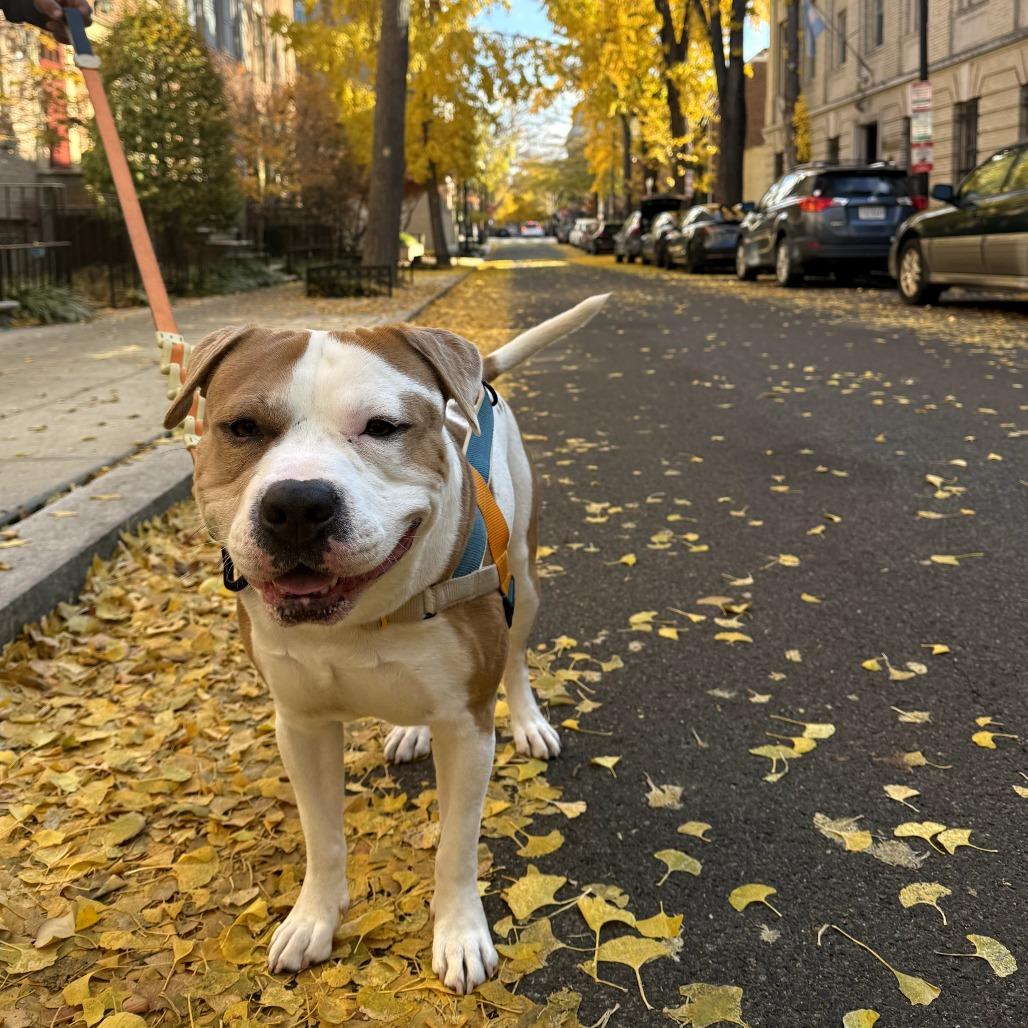 Enlarge Mistro/Rocky (now Marco), a Adoptable Pit Bull Terrier in manchester, PA image 2/6