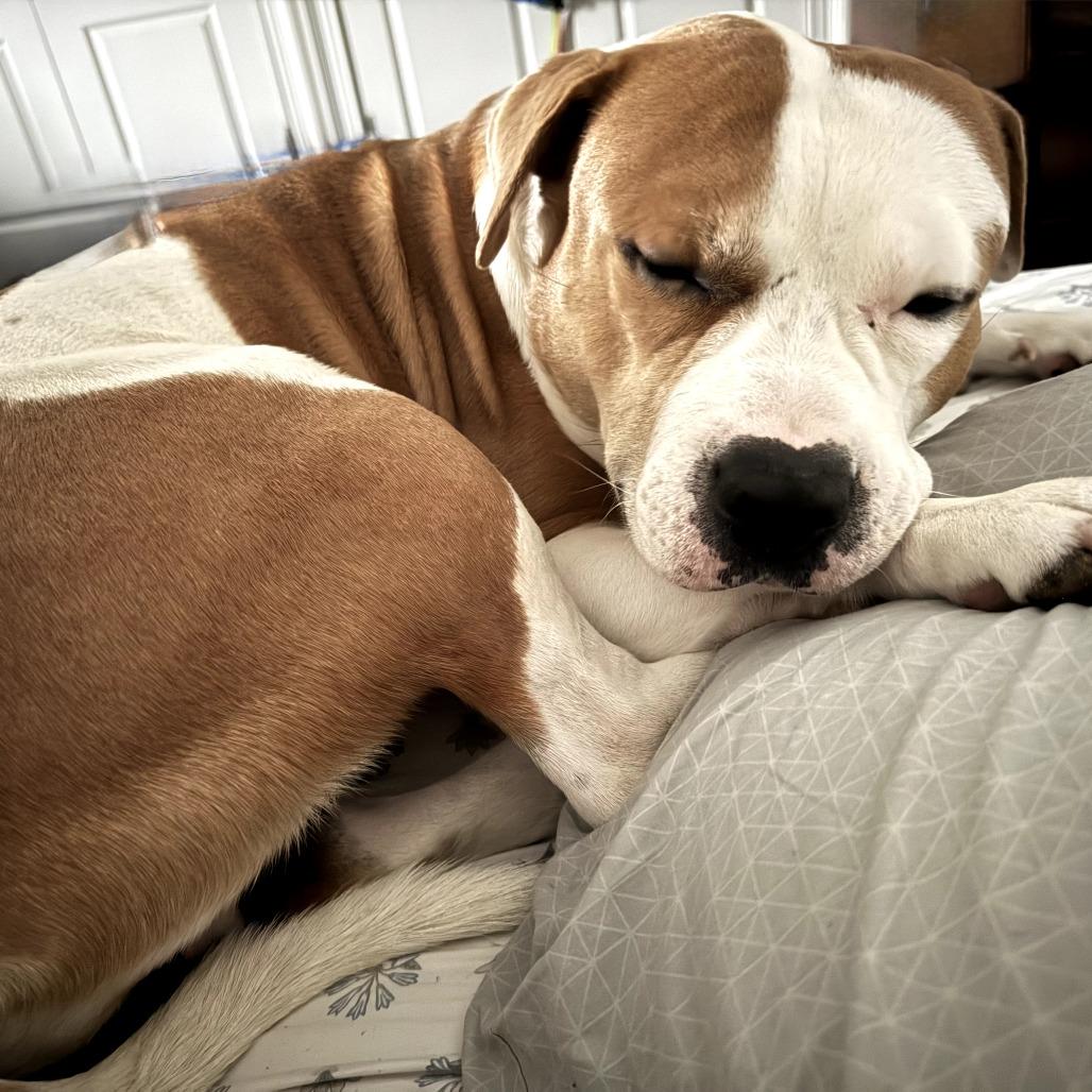 Enlarge Mistro/Rocky (now Marco), a Adoptable Pit Bull Terrier in manchester, PA image 3/6