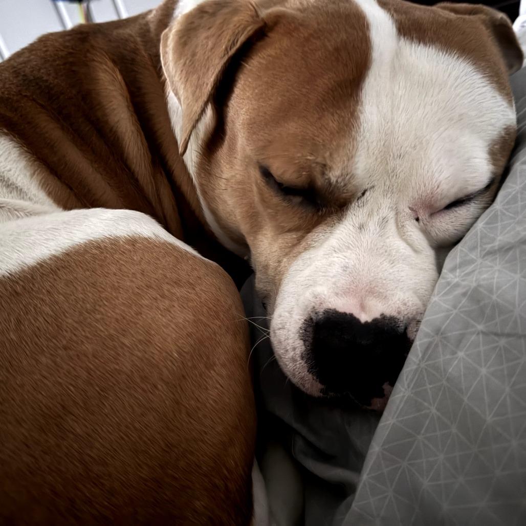 Enlarge Mistro/Rocky (now Marco), a Adoptable Pit Bull Terrier in manchester, PA image 4/6