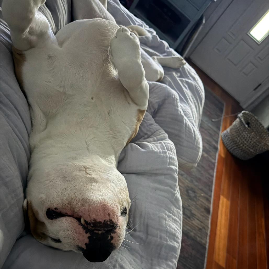 Enlarge Mistro/Rocky (now Marco), a Adoptable Pit Bull Terrier in manchester, PA image 6/6