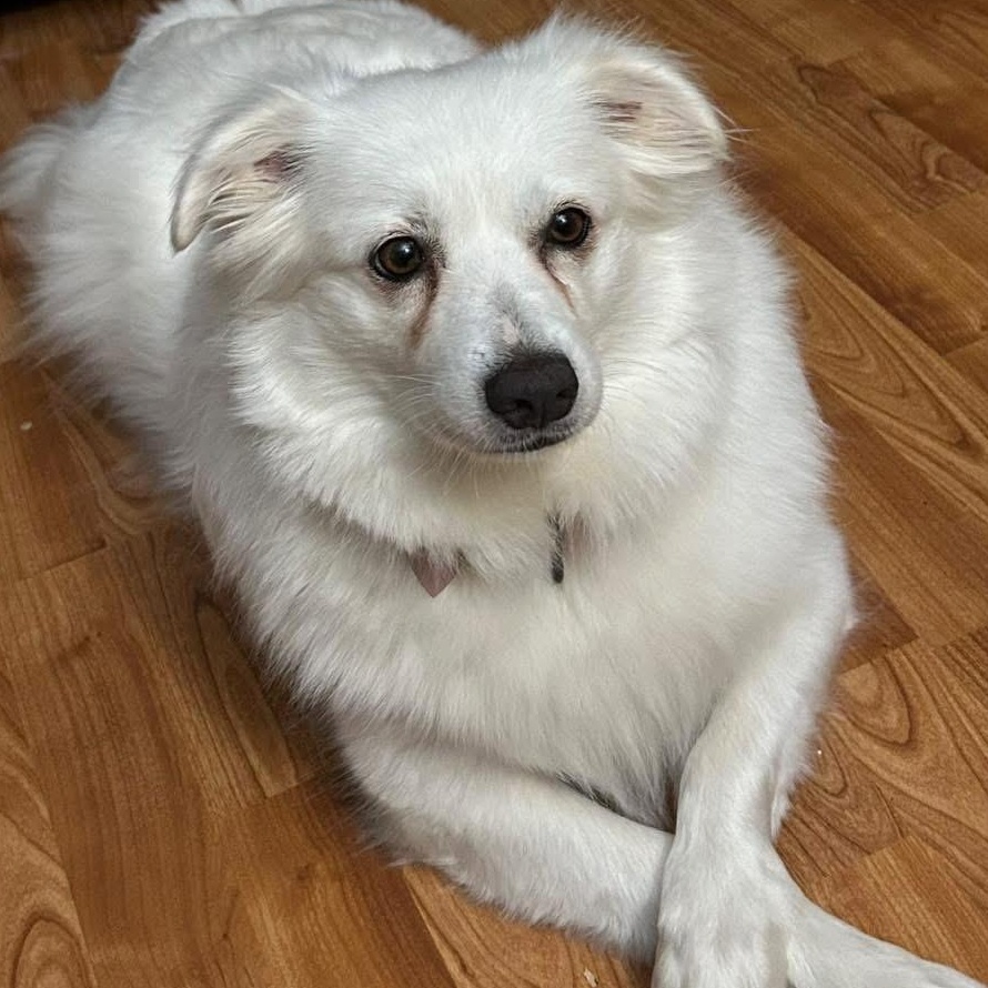 Maya, a ADOPTABLE American Eskimo Dog in Buffalo, NY image 3/5