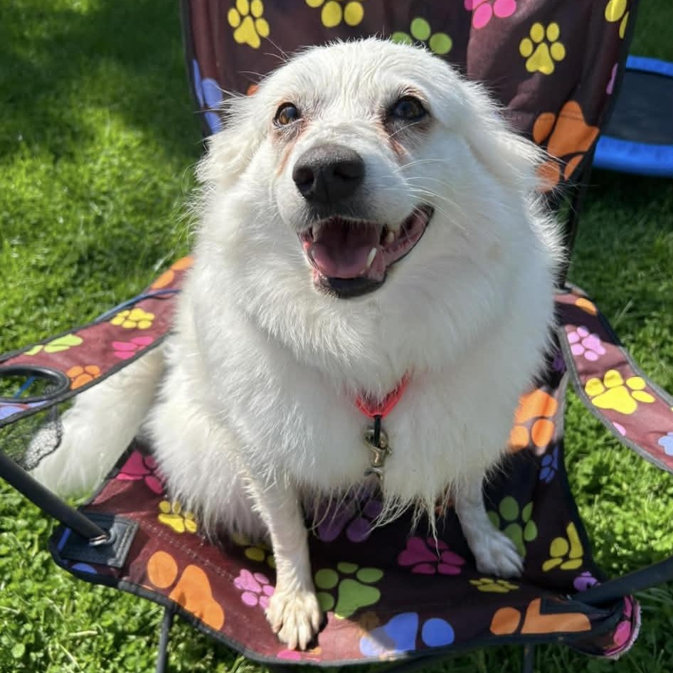 Maya, ADOPTABLE, Adult Female American Eskimo Dog.