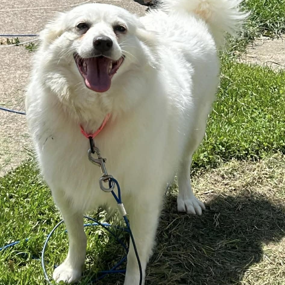 Maya, a ADOPTABLE American Eskimo Dog in Buffalo, NY image 5/5
