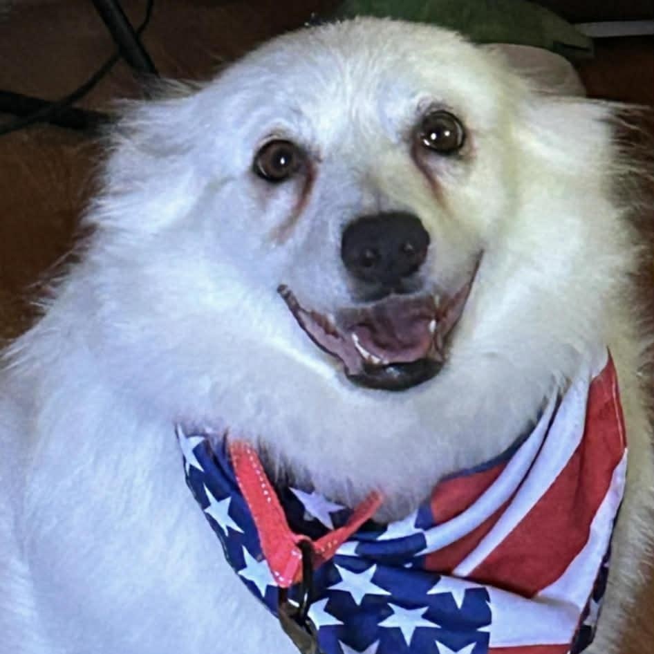Maya, a ADOPTABLE American Eskimo Dog in Buffalo, NY image 2/5