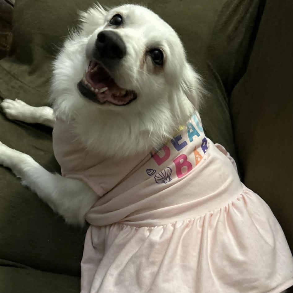 Maya, a ADOPTABLE American Eskimo Dog in Buffalo, NY image 4/5