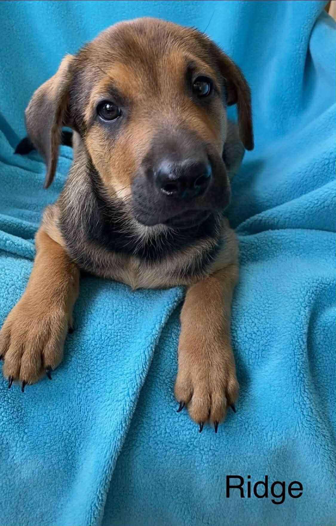Ridge, Baby Male Labrador Retriever
