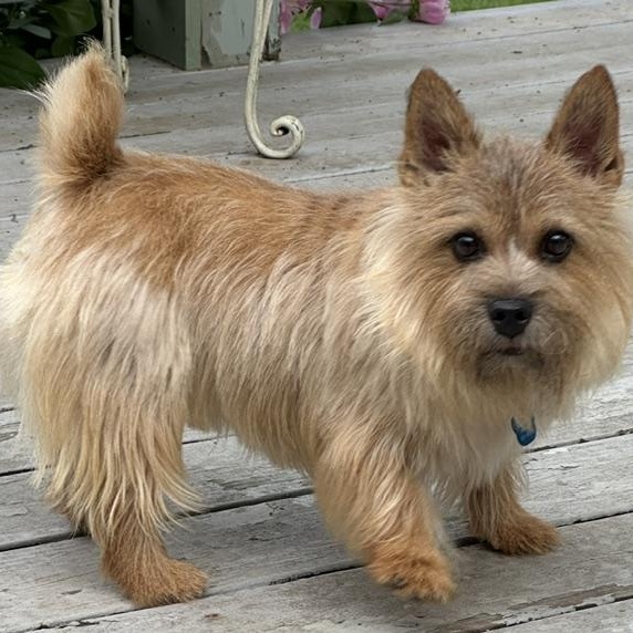 Enlarge GiGi, a Adopted Norwich Terrier in Omaha, NE image 2/3