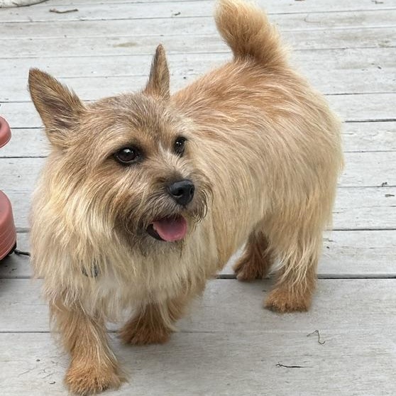 Enlarge GiGi, a Adopted Norwich Terrier in Omaha, NE image 3/3