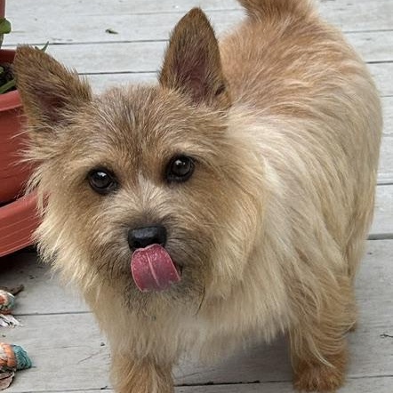 Enlarge GiGi, a Adopted Norwich Terrier in Omaha, NE image 1/3