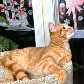 Cinnamon Spice! thumbnail 5