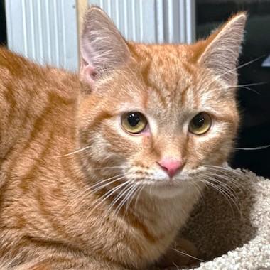 Cinnamon Spice! thumbnail 7