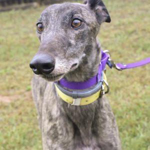 DD RUBICON, Adoptable, Adult Female Greyhound.
