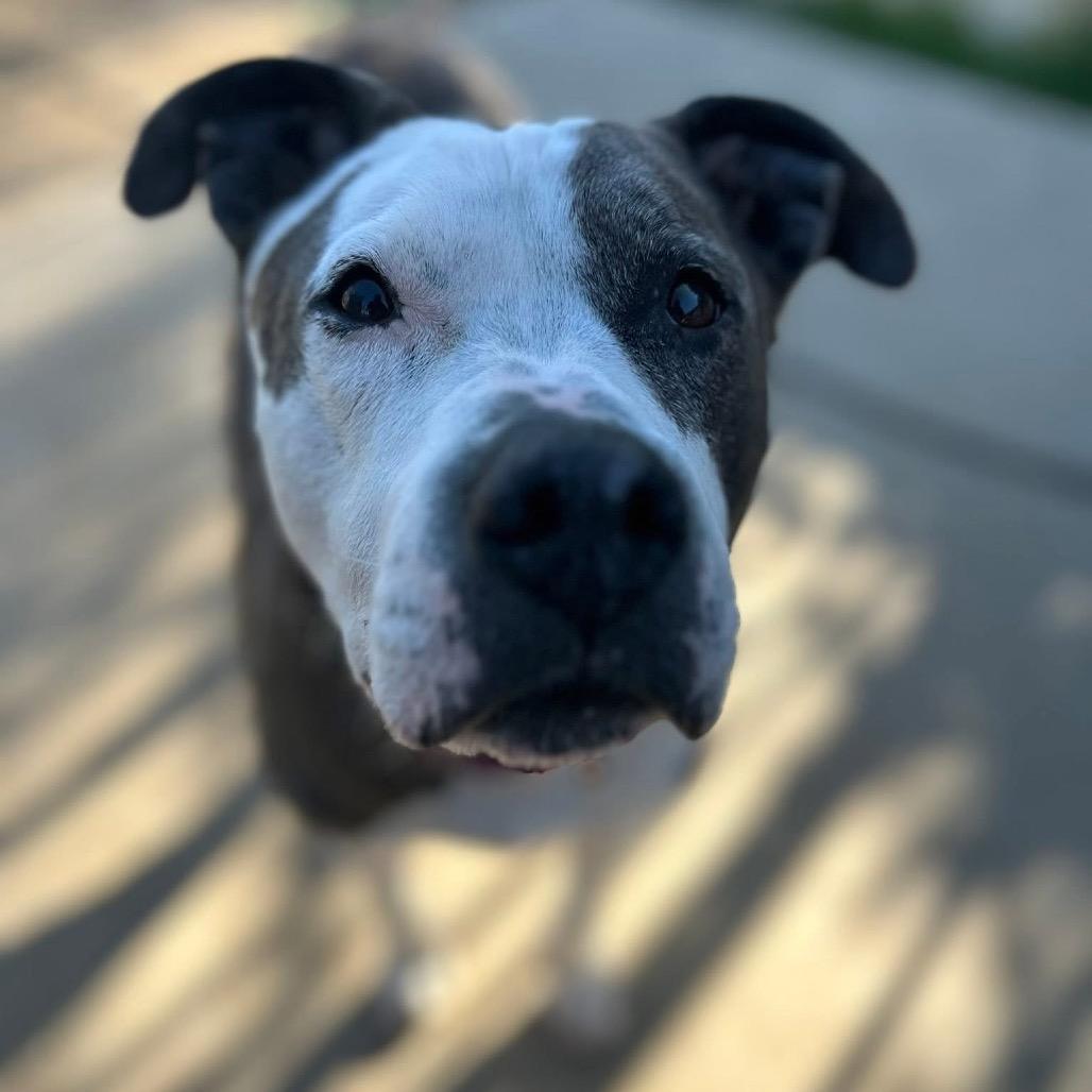 Enlarge Iggy (fka Itchy), a Adoptable mixed breed in Spring Hill, KS image 1/5