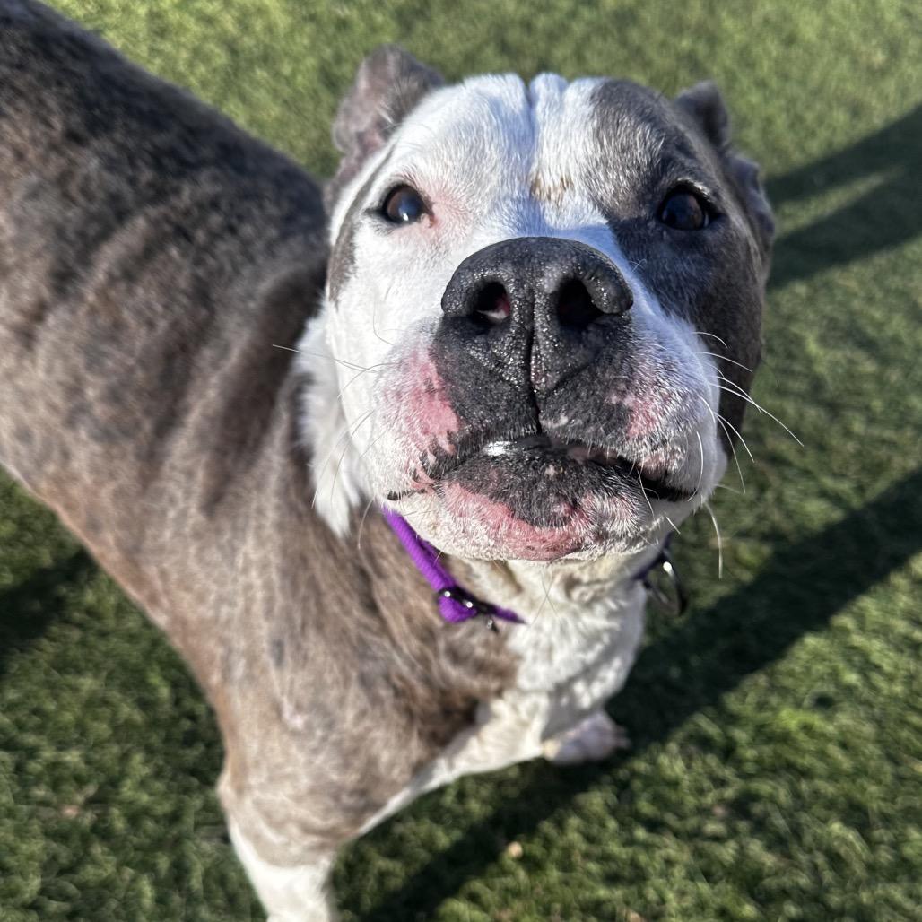 Enlarge Iggy (fka Itchy), a Adoptable mixed breed in Spring Hill, KS image 2/5